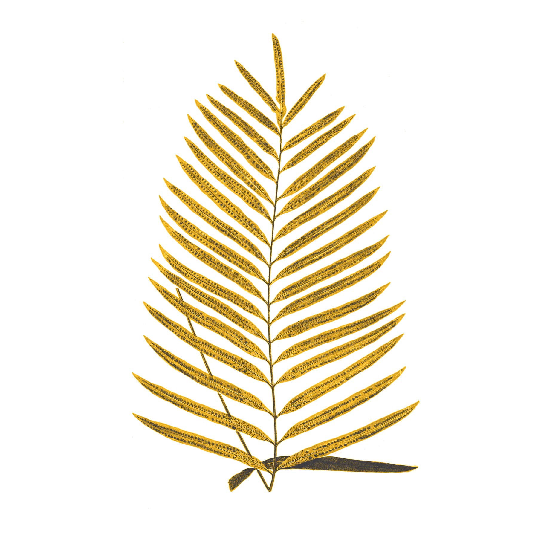 Wee Blue Coo Botanics Gold And Grey Fern Art Print Poster Wall Decor