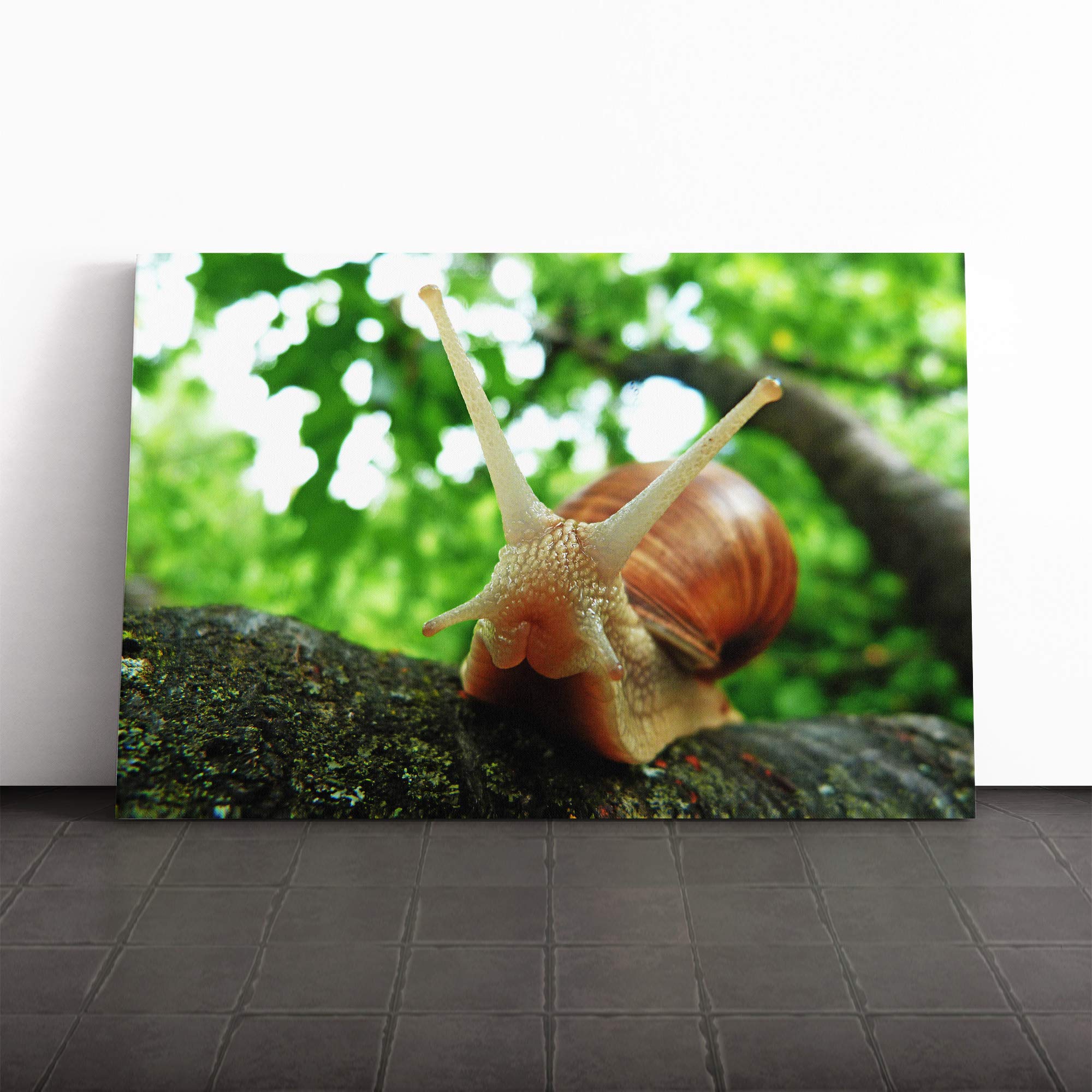 Snail Canvas Print | Gallery Wrapped 30mm Frame Wall Art | 30x20 inches | Ready to Hang | Modern Picture | Living Room Bedroom Lounge Office