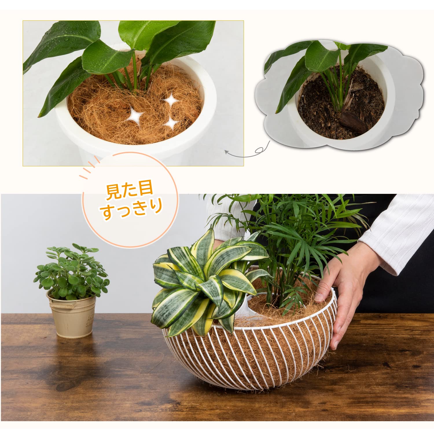 Amazon | アストロ ココヤシファイバー 約100g ココファイバー