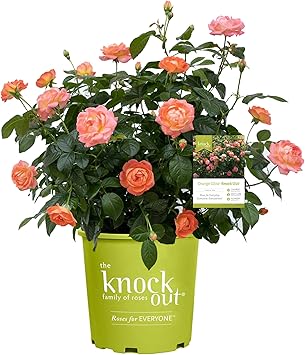 2 Gallon The Orange Glow Knock Out® Rose Plant with Orange Blooms