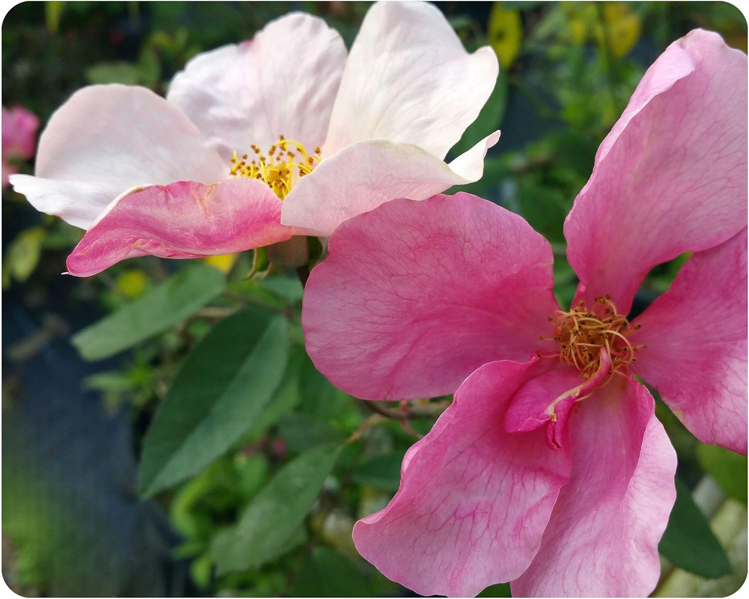 Mutabilis Butterfly Rose Bush - Heirloom Antique Rosa Hybrid - Live Plant - Perpetual Fragrant Single Pink, Yellow Flower - Emerald Goddess Gardens - Starter Sz 4 Inch Pot