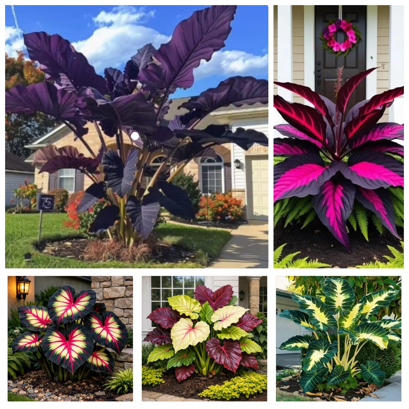 Colorful-leaved Elephant Ear - Low-Maintenance Elephant Ear - Perennial - Garden and Outdoor Ground Cover Decoration - that Grow Fast/Golden Jade Carving-2 Bulbs-B