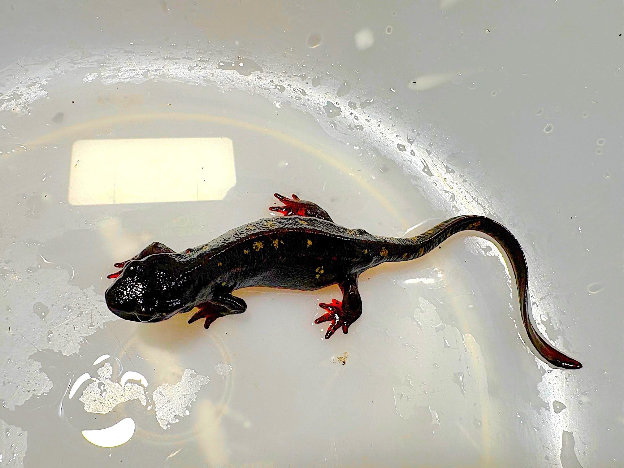 オキナワシリケンイモリ 30匹セット オキナワシリケンイモリ 30匹セット