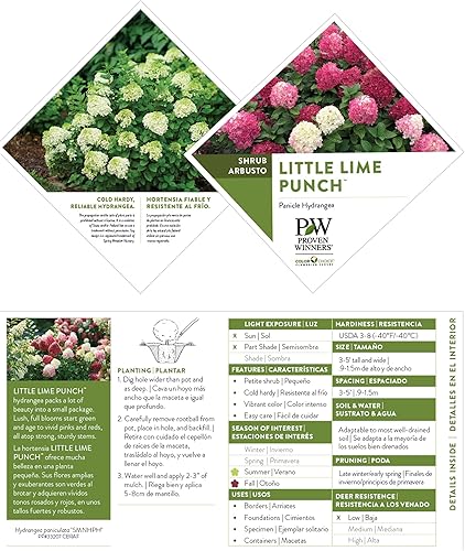 Miniatura 7 de Arbusto de ponche de lima con hortensias de ganadores probados de 2 galones