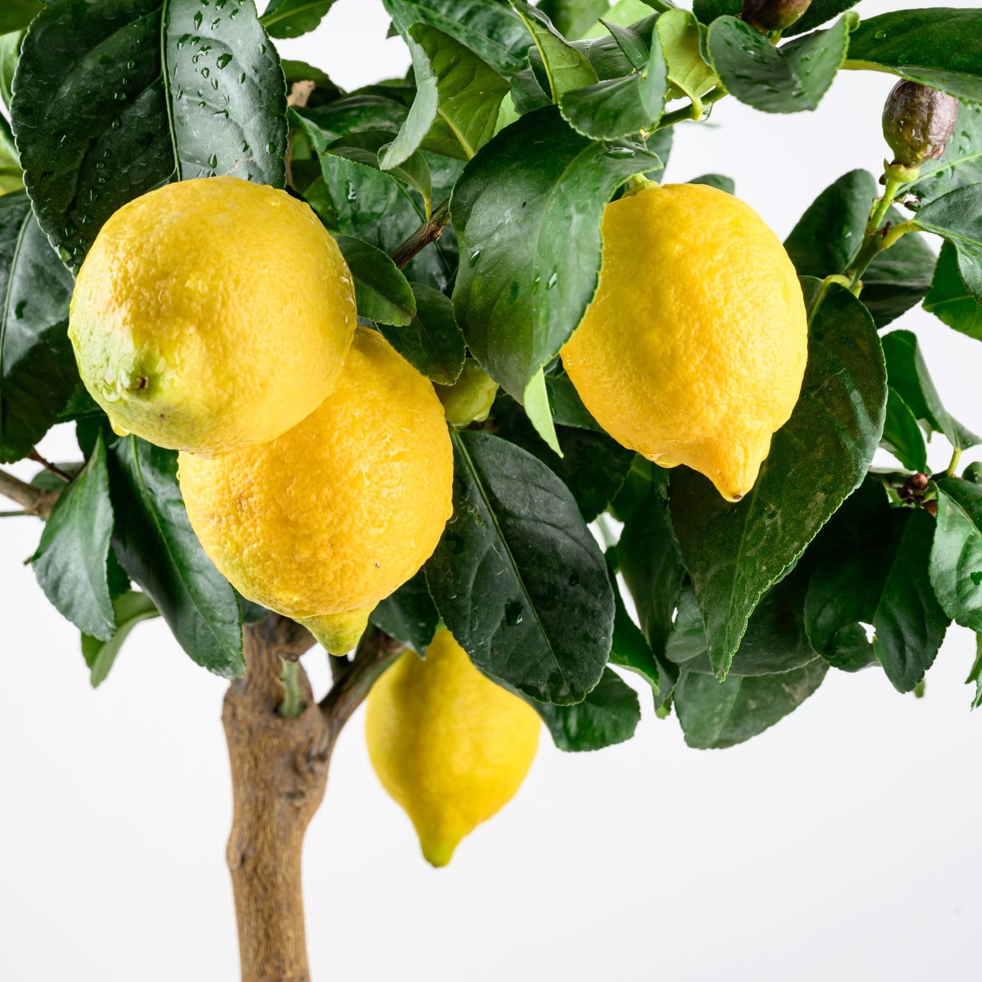 Meine Orangerie Sizilianischer Zitronenbaum - Carrubaro Zitrone – Citrus Limon 'Feminello Carrubaro' – Rarität aus Sizilien - große, aromatische Früchte - perfekt für Balkon & Terrasse (Topf Ø 22cm)