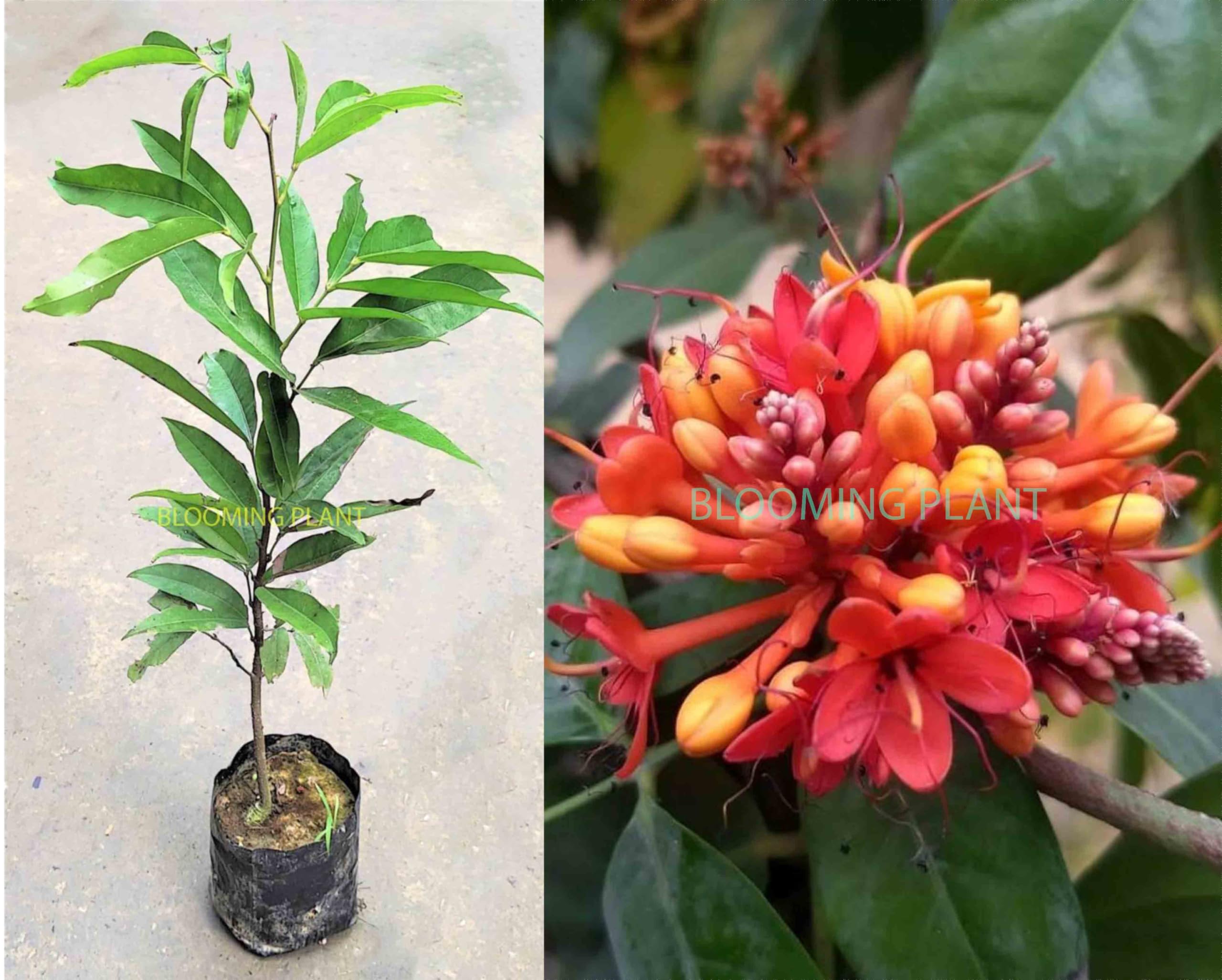 BLOOMING PLANT Live Sita Ashoka Plant (Saraca Asoca) | Ashoka Chettu | Rare Flowering/Ornamental Tree - Spiritual & Healing Plants for Home Garden (1-1.5 Feet Height 1 Plant in Poly Bag)-image-14