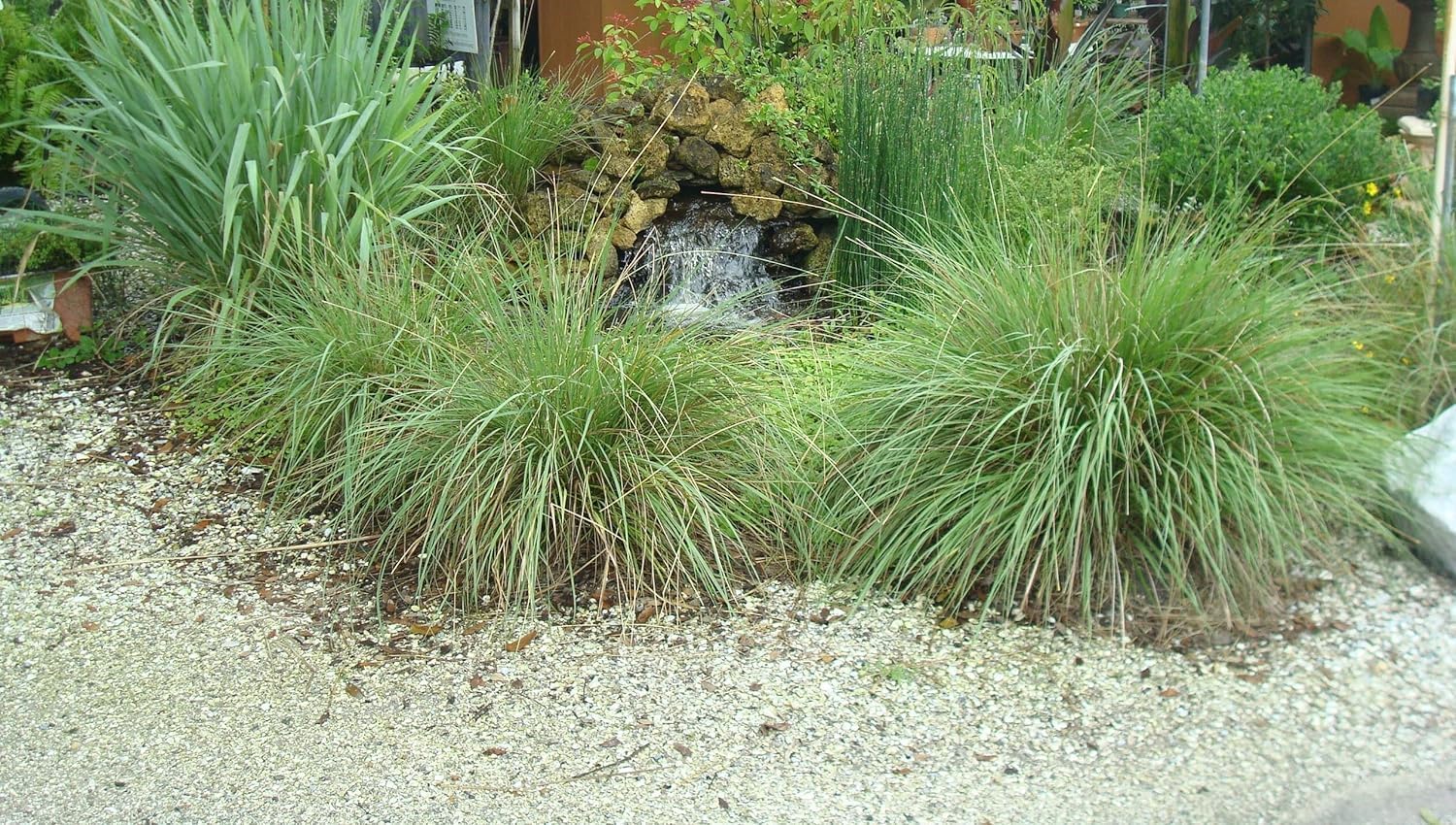 Fakahatchee Grass Dwarf | 1 Extra Large Trade 3 Gallon Plants | Tripsacum dactyloides Dwarf | Lush Garden Texture | Easy Care Feature