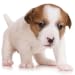 Guess The Puppy Breed 2 - Free Trivia Game