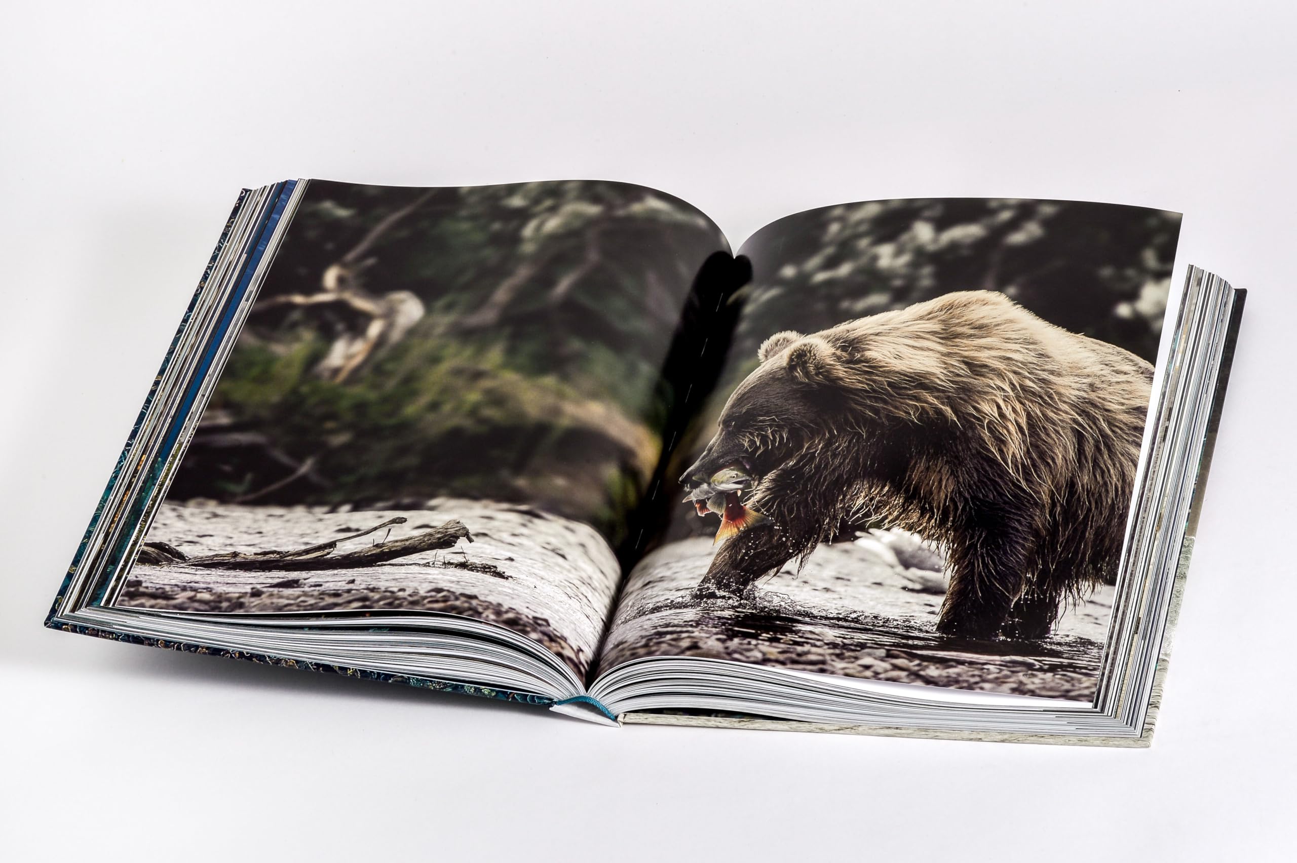 Wilder Ozean: Eine Reise in die ungezähmte Natur der Weltmeere. Opulenter Coffee-Table-Band mit über 200 faszinierenden Fotografien