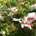 Sanung 910 2 PACK Garden Pruning Shears Multipurpose Flower Stems Branch Fruit Picking Shears Scissors Gardening Hand Pruners with Straight Steel Blades Safety Lock