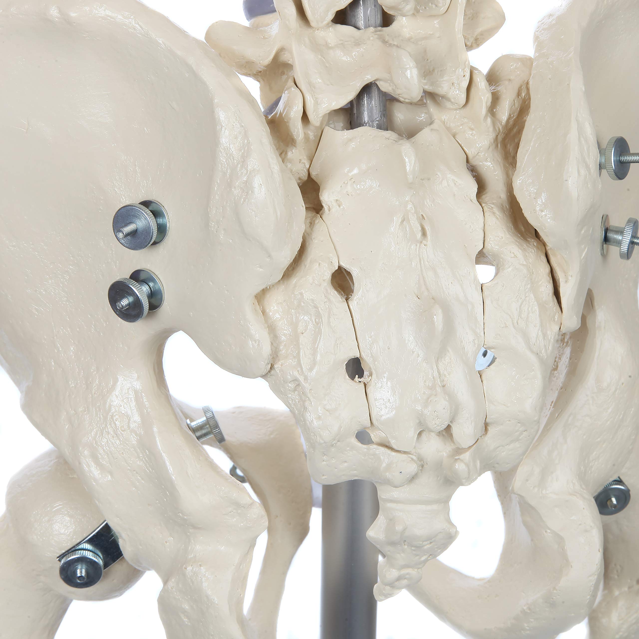 Amazon.co.jp: Rudiger Anatomie 生涯 人間のスケルトン : 産業・研究