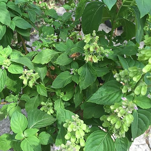 Miniatura 4 de Semillas de albahaca peruana (Ocimum micranthum) Más de 20 semillas en cápsulas de semillas congeladas - Plante semillas ahora o almacenamiento de