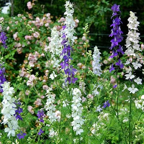 2000 Delphinium Seeds for Planting, Mix Consolida Ajacis Larkspur Flower