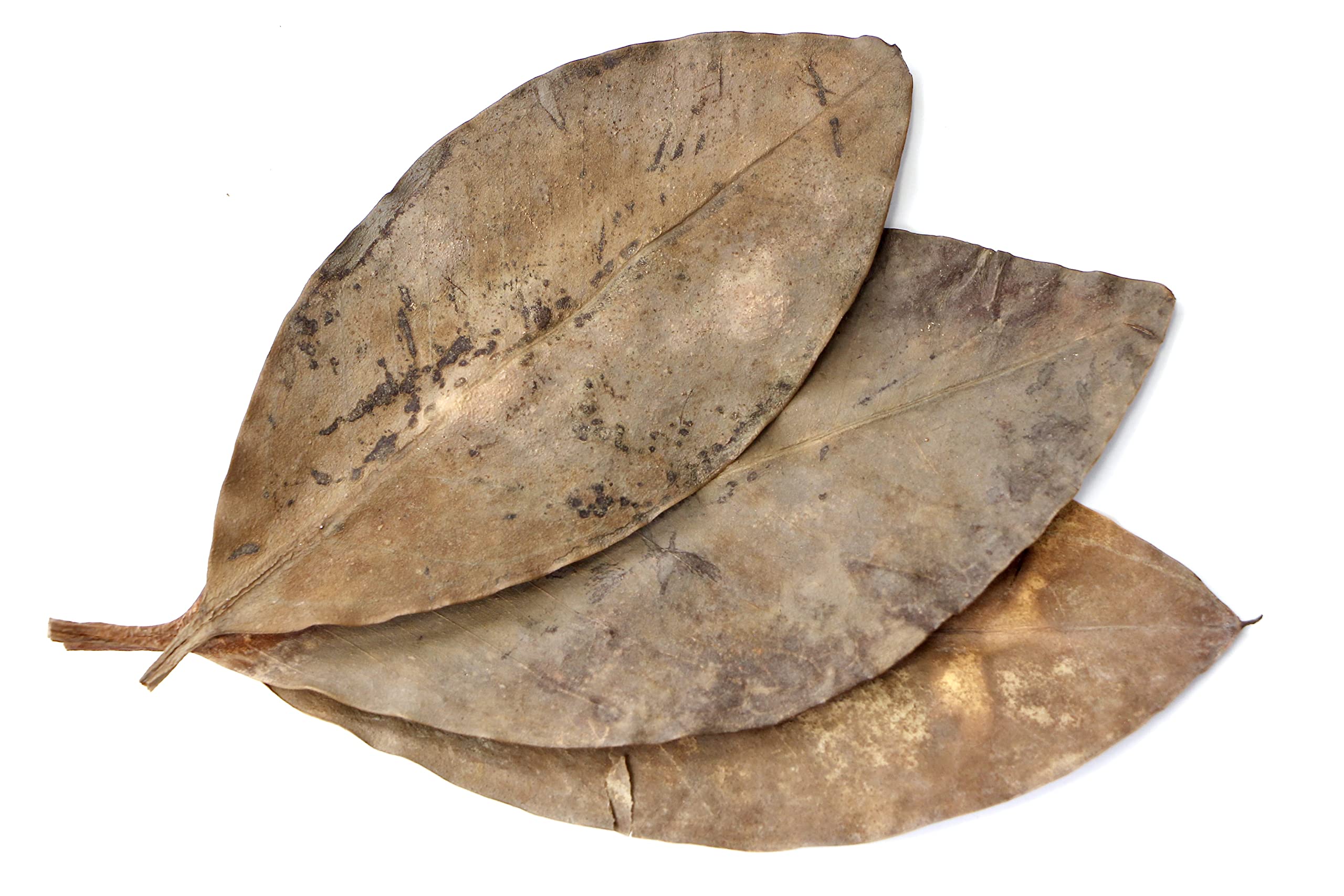 Snout and Shell Mangrove Botanical Leaves - Fish & Aquarium Natural Decor for Aquatic Pets, Brown, 10-15cm (Pack of 10)