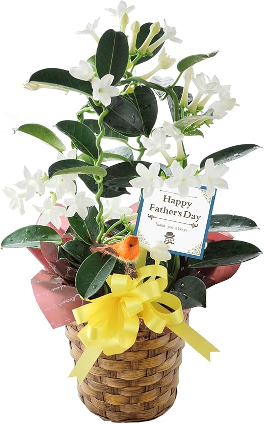 Amazon フラワーマーケット花由 父の日 マダガスカルジャスミン 鉢植え 観葉植物 オンライン通販