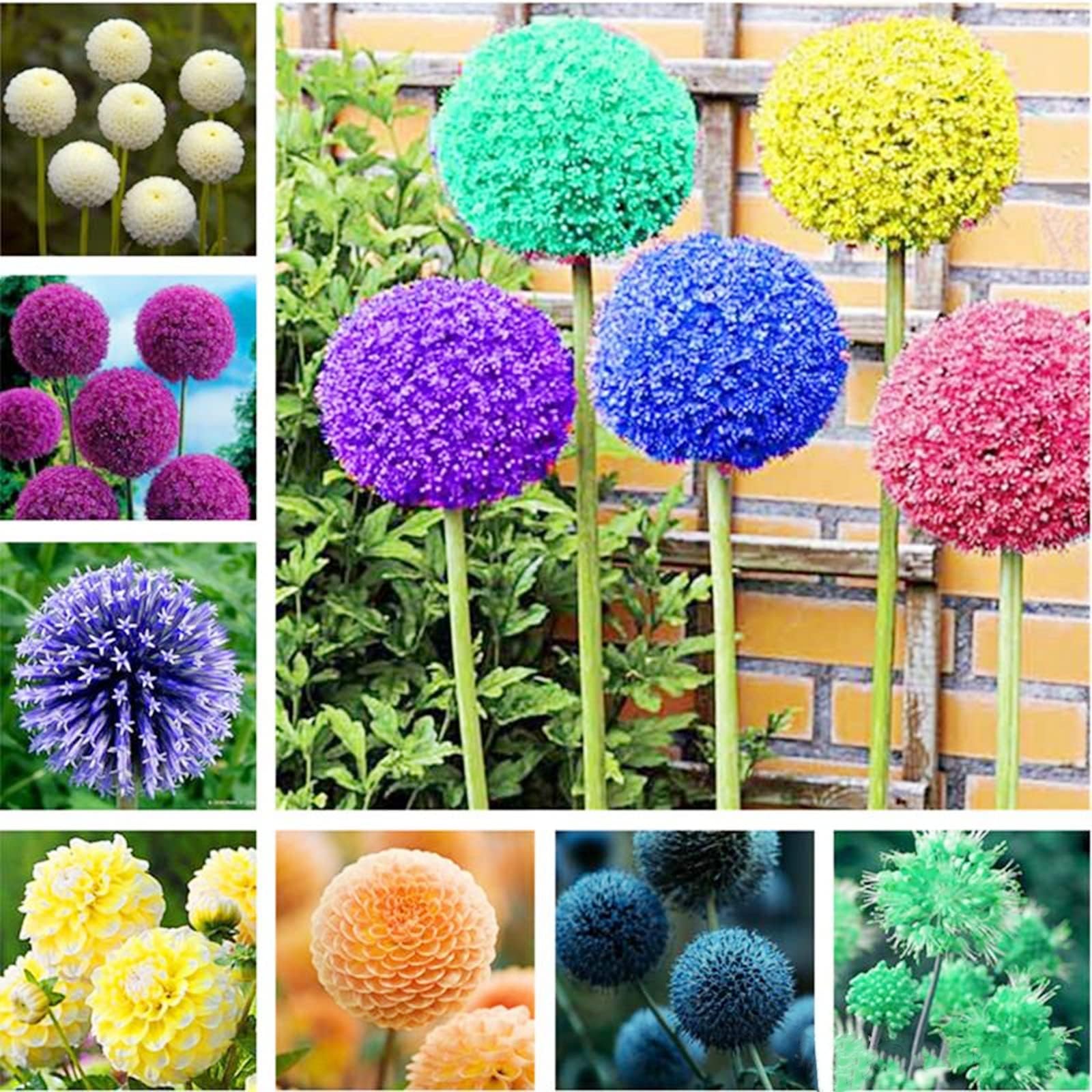 Stunning Allium Bulbs Mix for Planting Now UK/Cut Flowers/Greening Flower/Strong Plants That Grow Well/Natural Organic/Eye-Catching,Wedding Flowers.-15bulbs-F