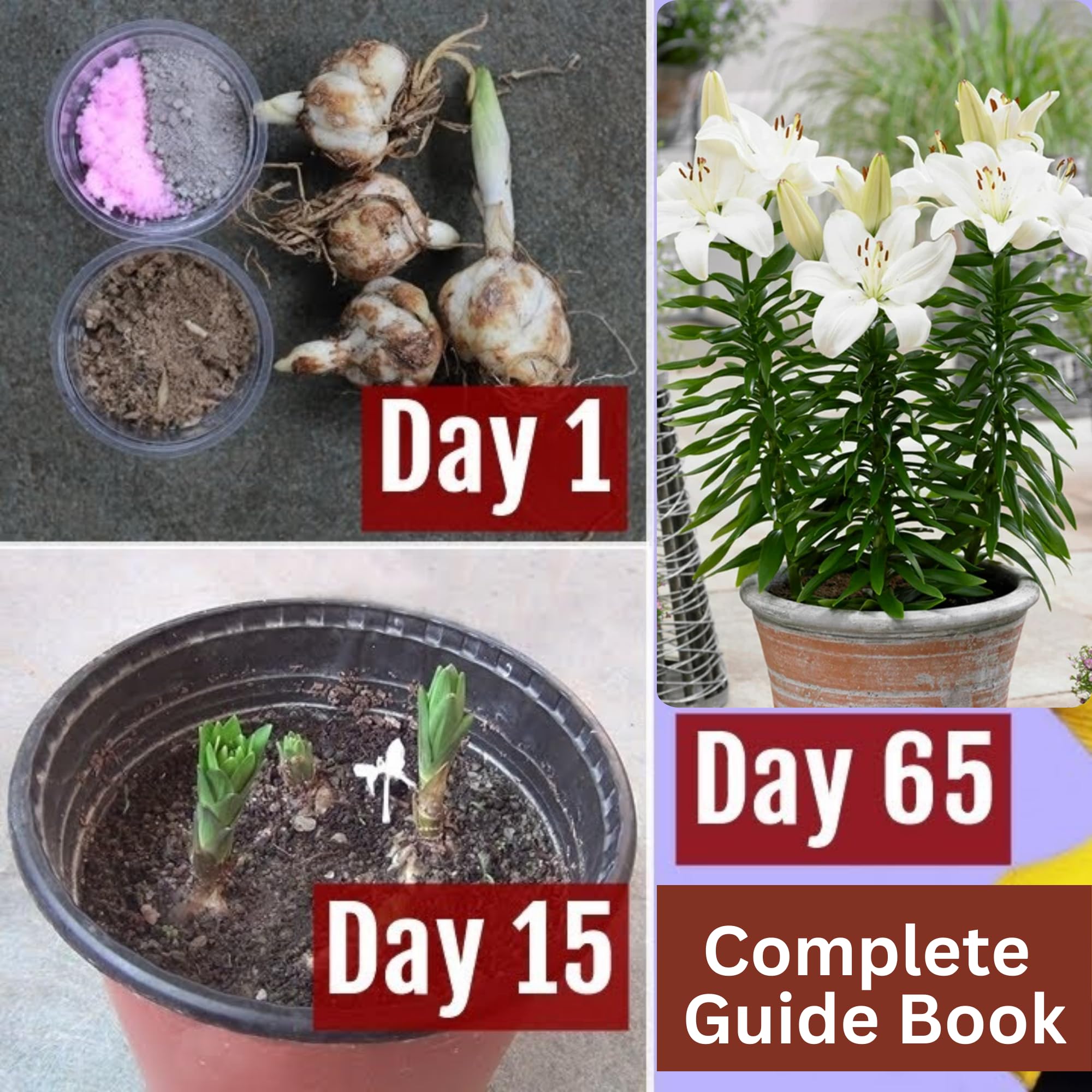 Andhagnai Greens Flower Bulbs For Gardening Lover Fresh and Healthy Big Size Fllower Bulbs (Asiatic Lily- White) Set Of 2 Bulbs 2