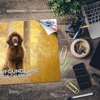 Vista 534 de Razas de Perros 2017