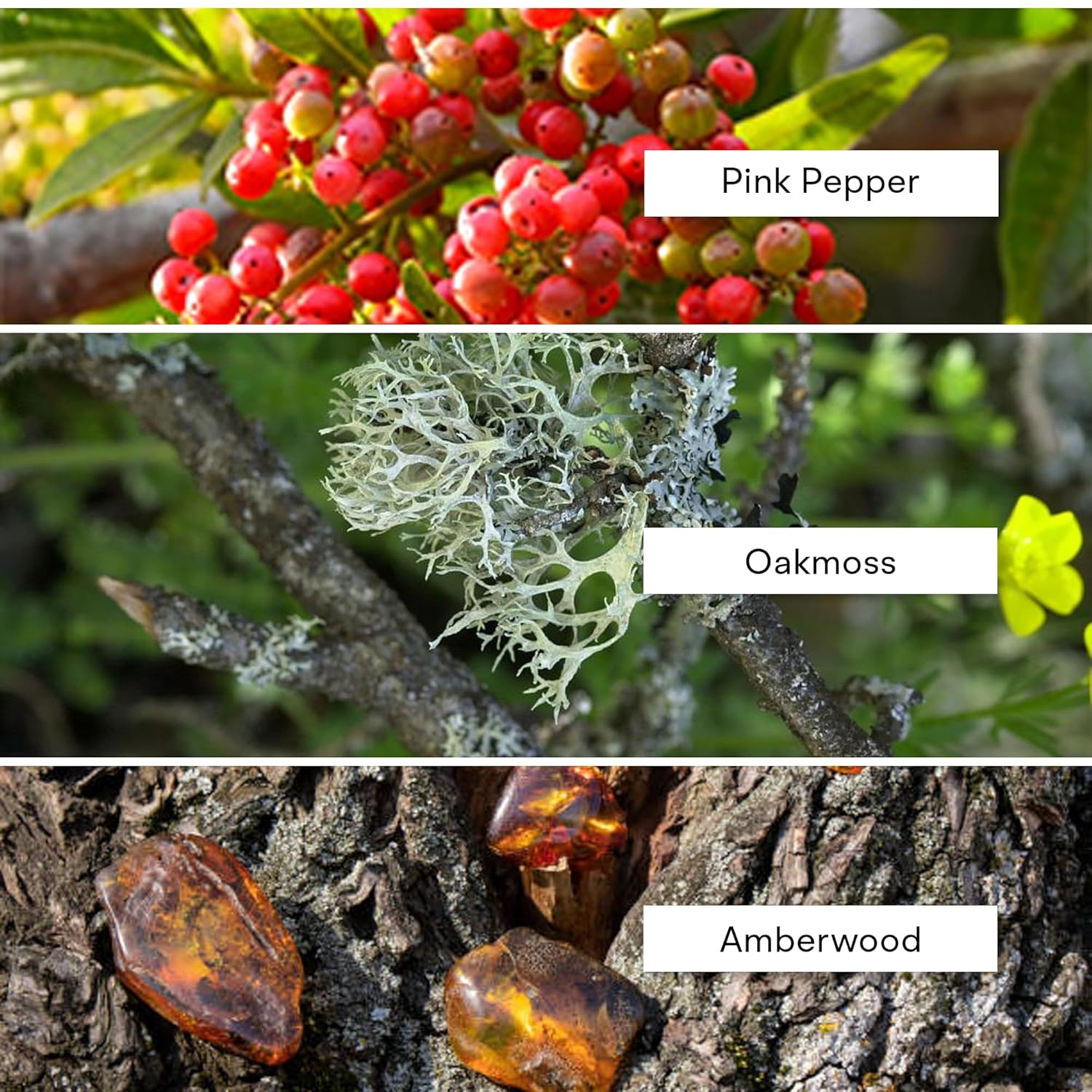 Alexandria Fragrances Brasilia Cologne Perfume - Premium Unisex Eau de Parfum with Oranges & Birch Tar Notes - Luxury Fragrance with Ginger, Pink Pepper - Men Cologne for Every Occasion - 100ml