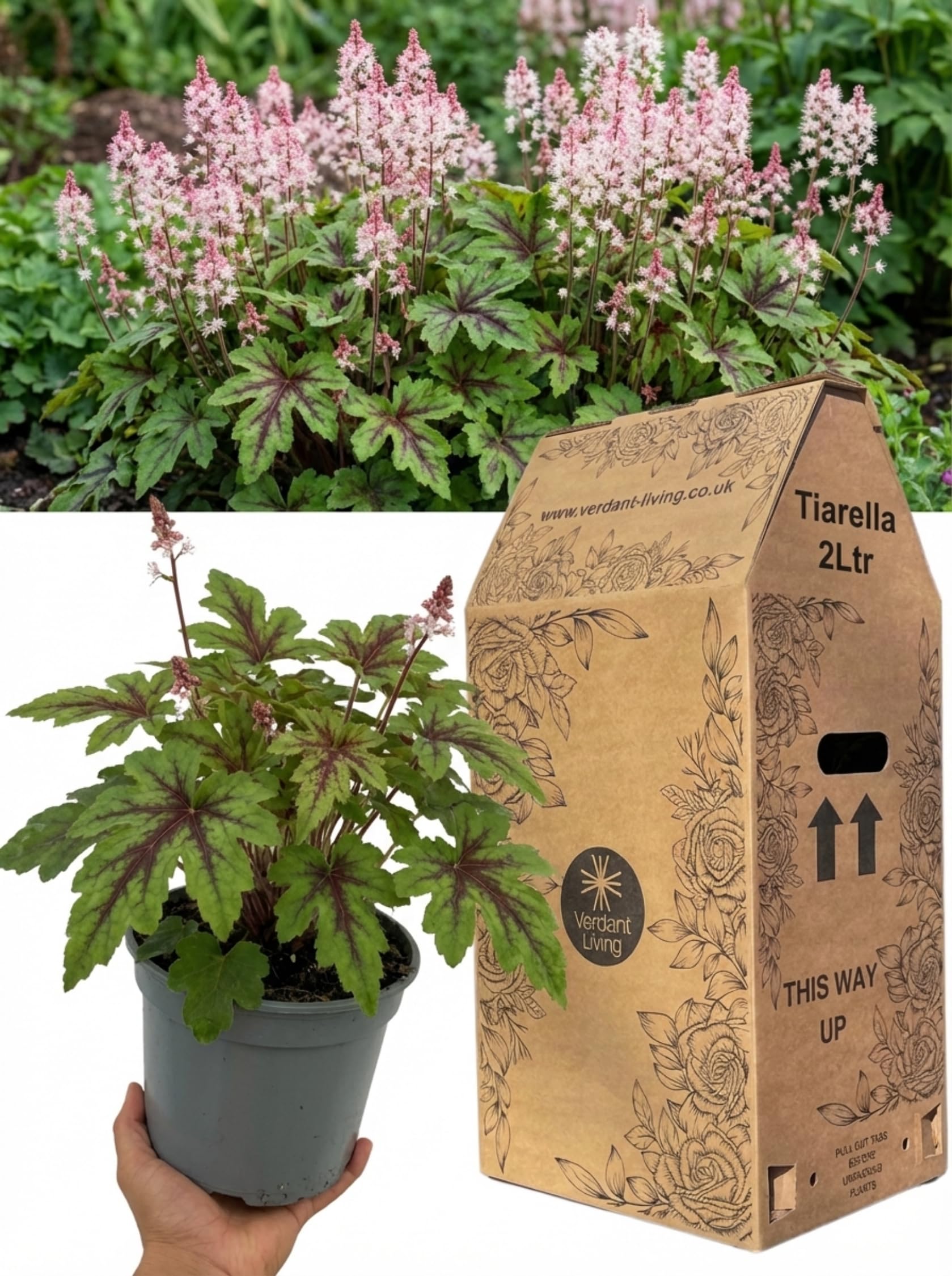 Tiarella Angel Wings Foam Flower Plant in 2Ltr Pot – Hardy Shade Loving Perennial for Gardens, Borders, Woodland & Ground Cover – Low Maintenance, Deer Resistant, Evergreen, UK Grown