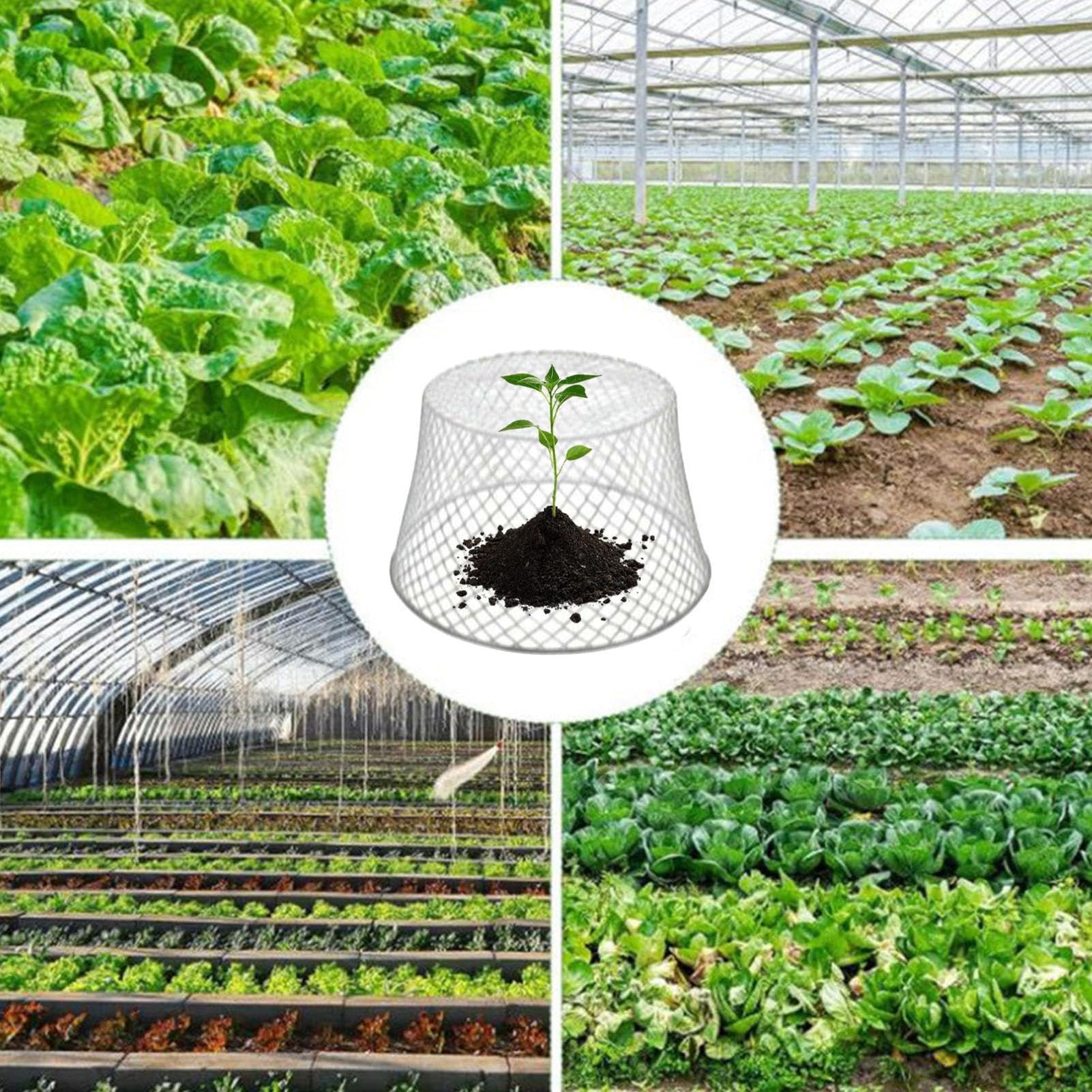 Cloches d'extérieur en maille de fer, 10 pièces, 20,5 x 15 x 10,5 cm, clôtures de protection pour jardin, parterres de fleurs et protection de jeunes végétations