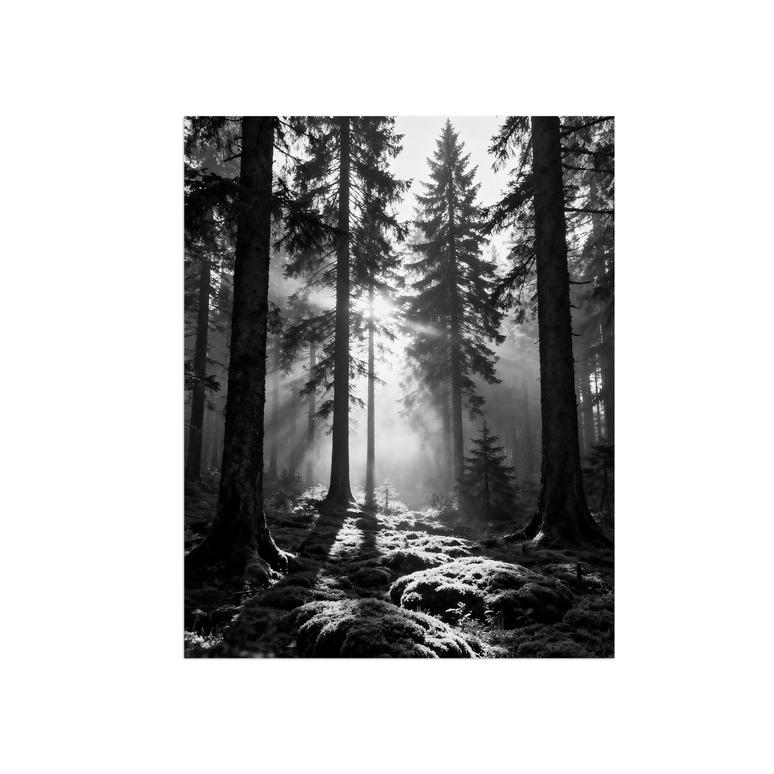 Black White Landscape Wall Art. Forest Sunshine 4. Picture 30x40cm Framed