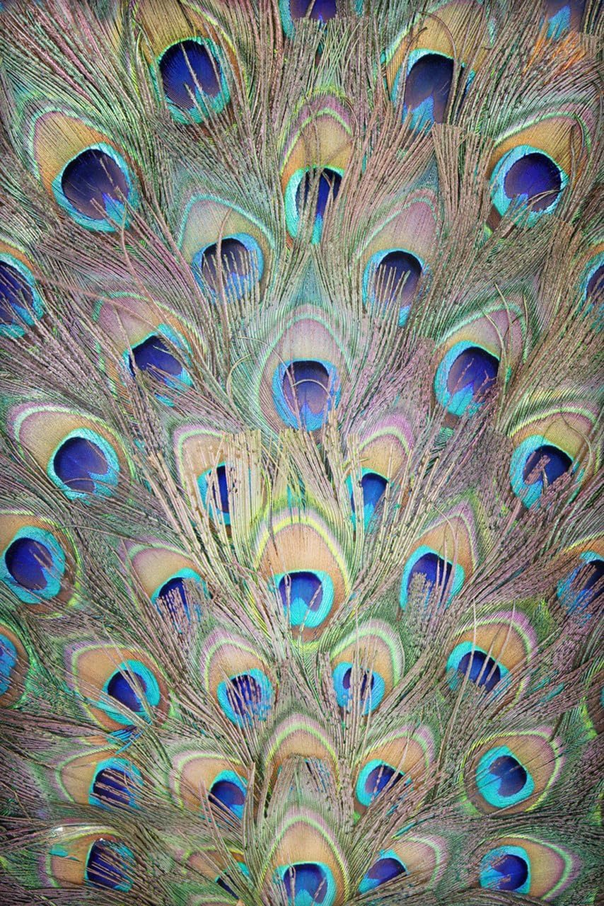 Artistic Realistic Purple Gold Peacock Feathers Indoor Outdoor Area Rug for Balcony Deck Porch Patio Washable Waterproof Non Slip Carpet Soft Livingroom Mat 5x8