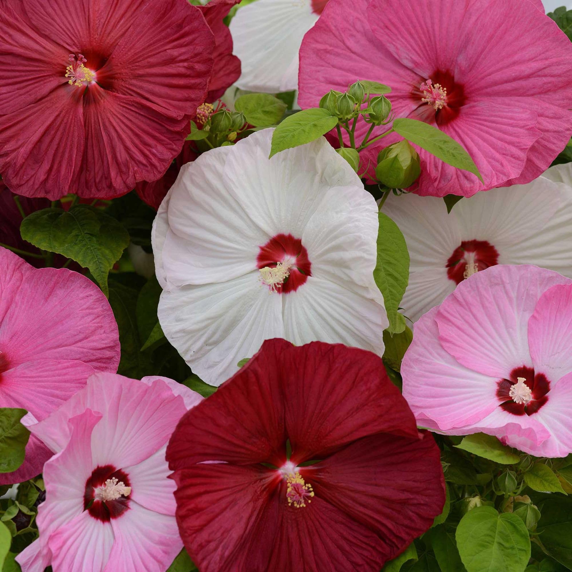 Hibiscus 4421-1.jpg