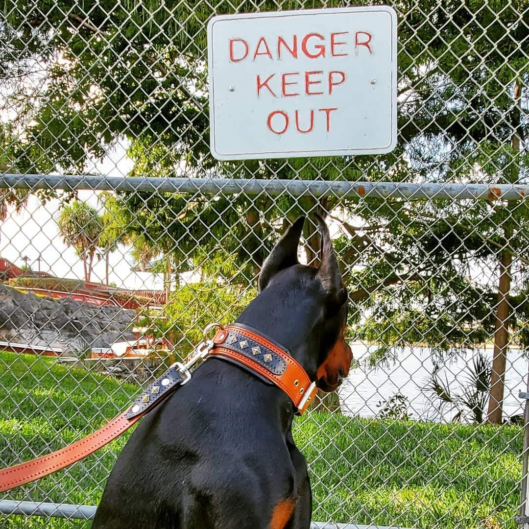 Bestia ''Balteus'' Brown Studded Leather Dog Collar