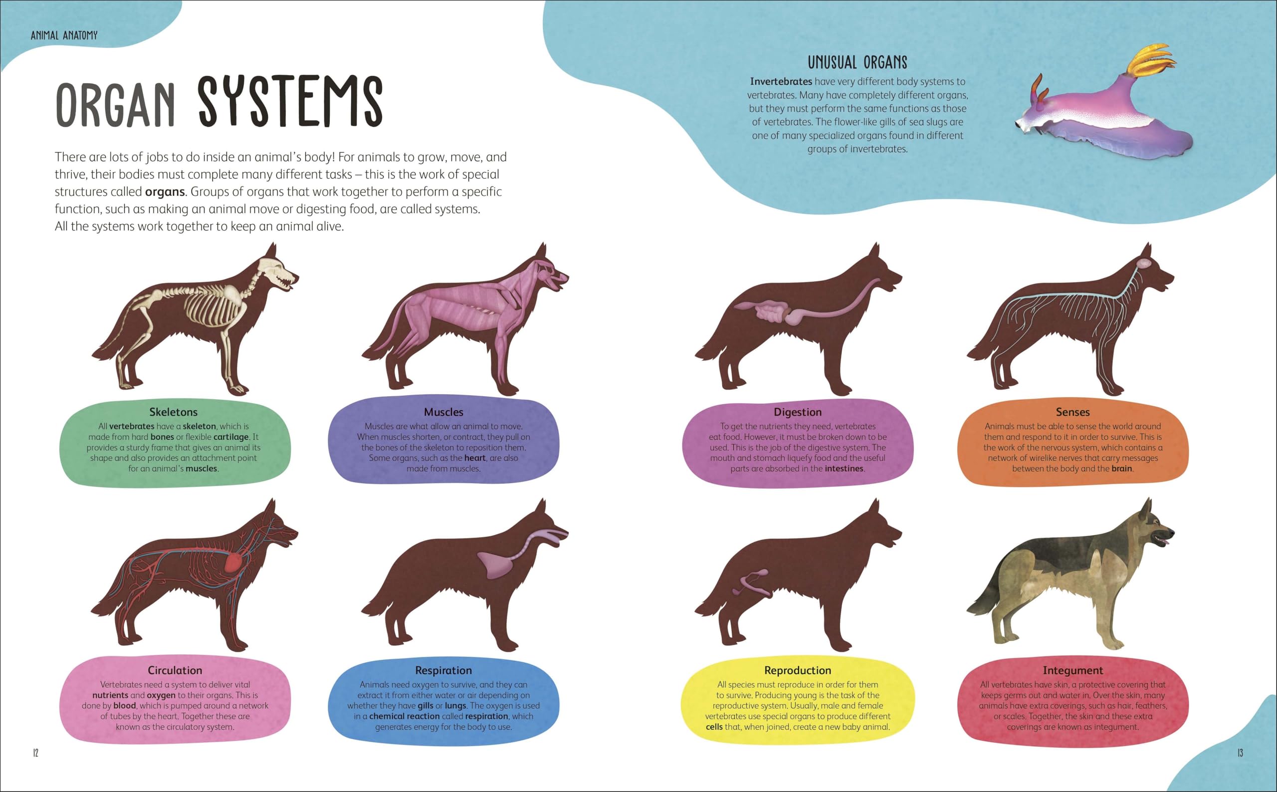 The Animal Body Book: An Insider's Guide to the World of Animal Anatomy