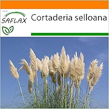 SAFLAX - Garden in the bag - Pampas grass - 200 seeds - Cortaderia selloana
