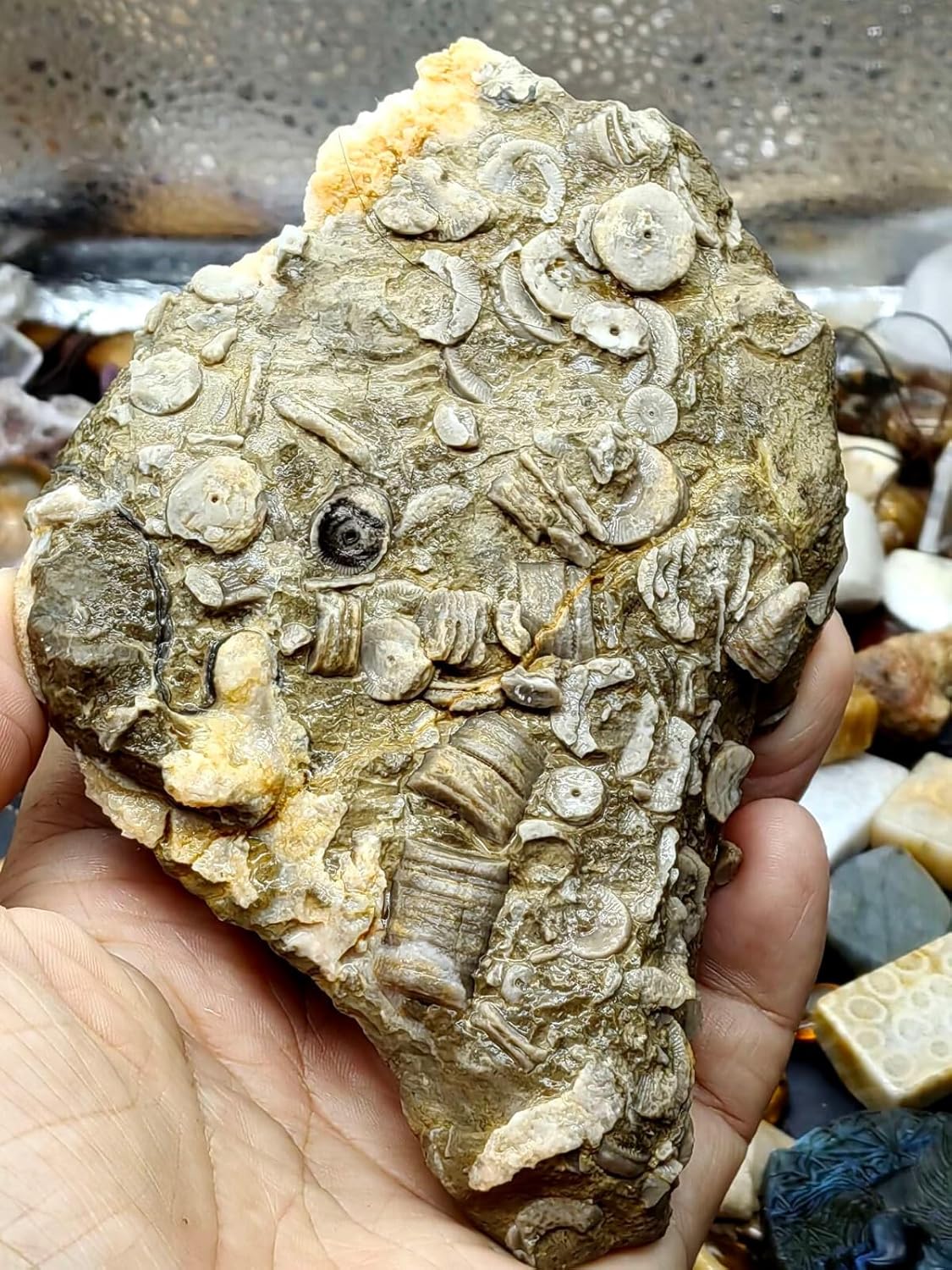 Natural Devonian Prehistoric Jurassic biota crinoids Fossils .131 * 90 * 33mm