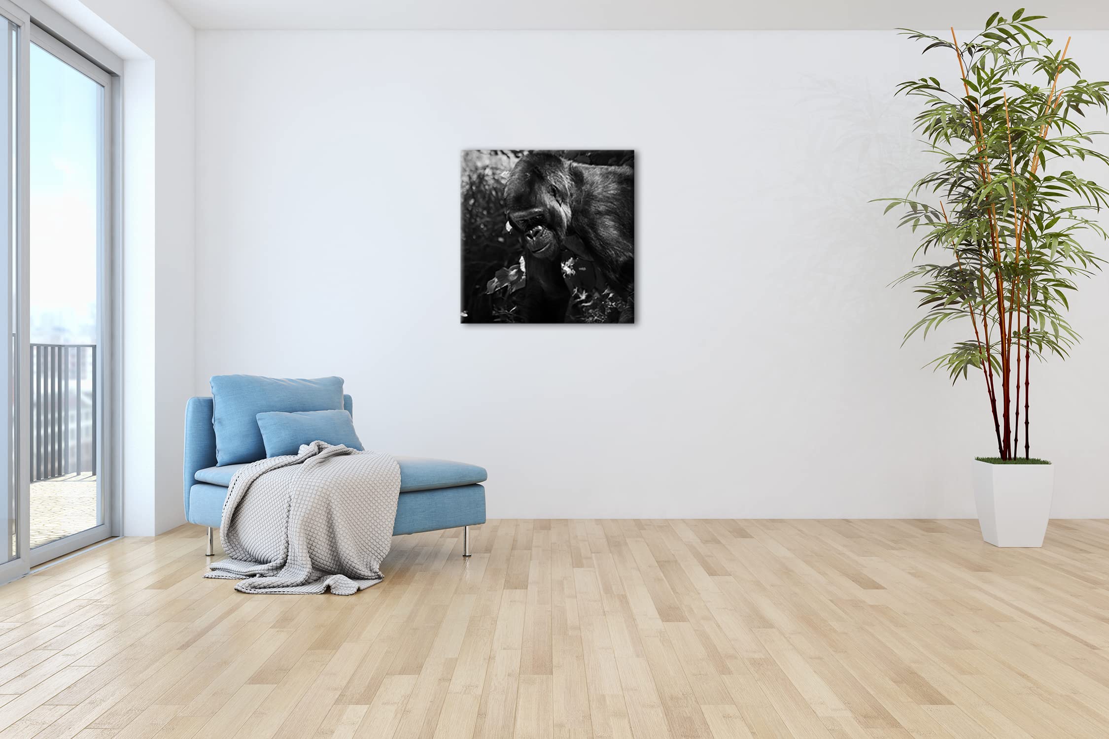 Grande formato Gorilla: 70 x 70 effetto: bianco e nero come tela su tela, motivo già incorniciato su cornice in vero legno, stampa digitale di alta qualità, senza poster o manifesto