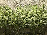 Review Image by Aliyah jaramillo