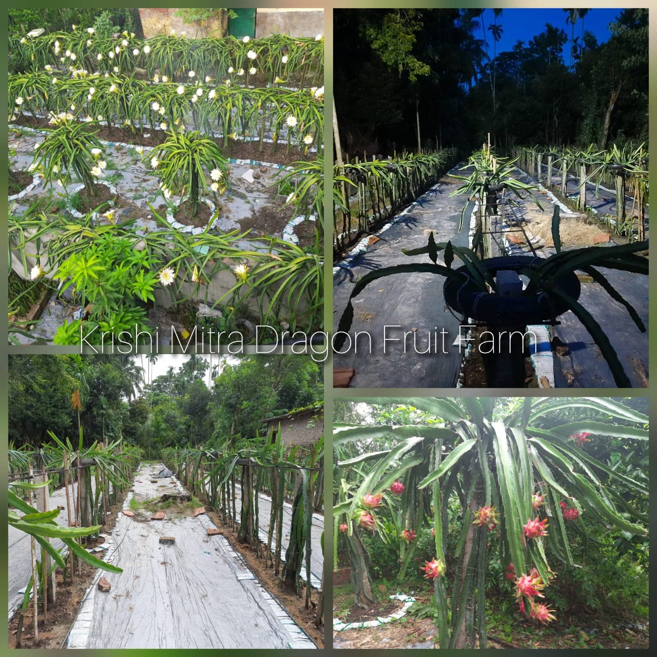 KRISHI MITRA Dragon Fruit Live Plant 7" to 8" inches (Hybrid, Pack of 3) ((Jumboo Red 1 pic and Moraccan Red 2 pic)) - Image 6 thumbnail
