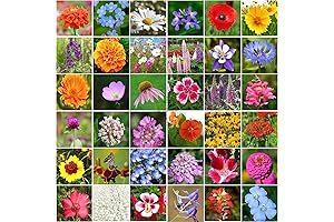 10000+ Premium Wildflower Seeds for Attracting Bees, Butterflies, and Hummingbirds