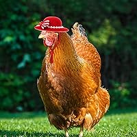 Vista 3 de 6 piezas de sombreros para pollo, sombreros para muñecas, ropa para osos, ropa para peluches, cascos para pollo