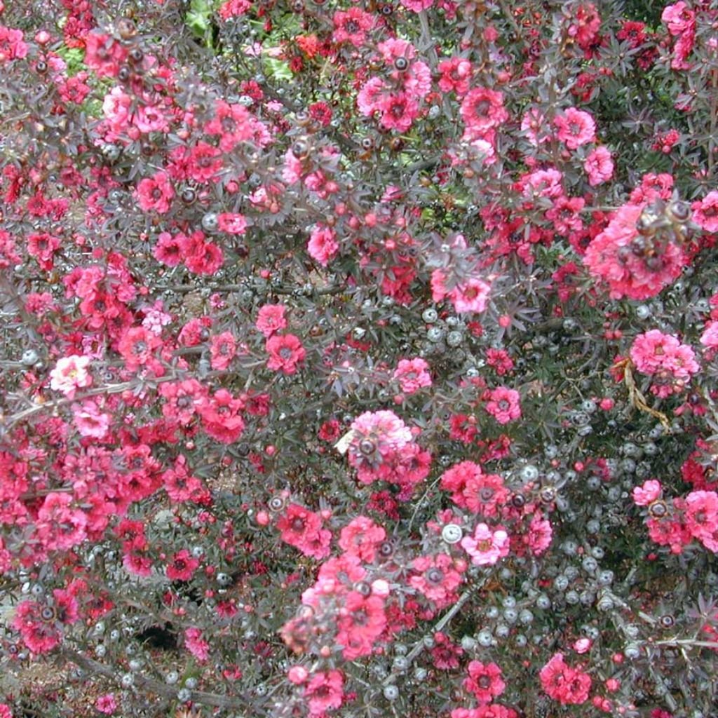 Palm Beach Medicinal Herbs - Manuka Tree (Leptospermum scoparium) - Packet of 10 Seeds