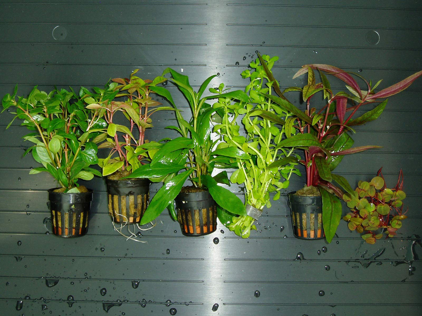 Plantas de Acuario. Lote 6 Tipo A