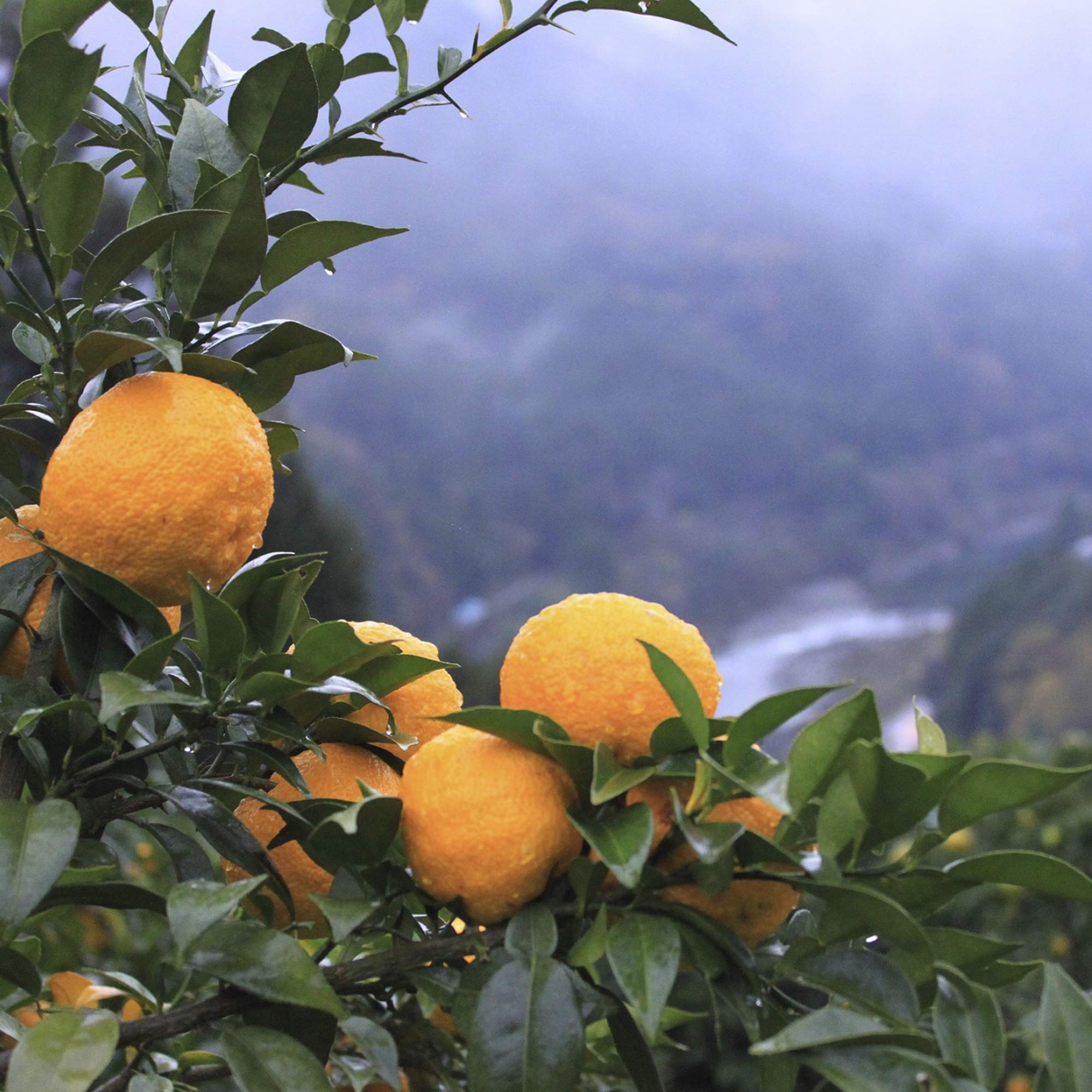 スピリッツセット　ジン・ウォッカ・和ピリッツ 紀州の地酒 和製クラフトジン・スピリッツの3種セット / 蒸留酒