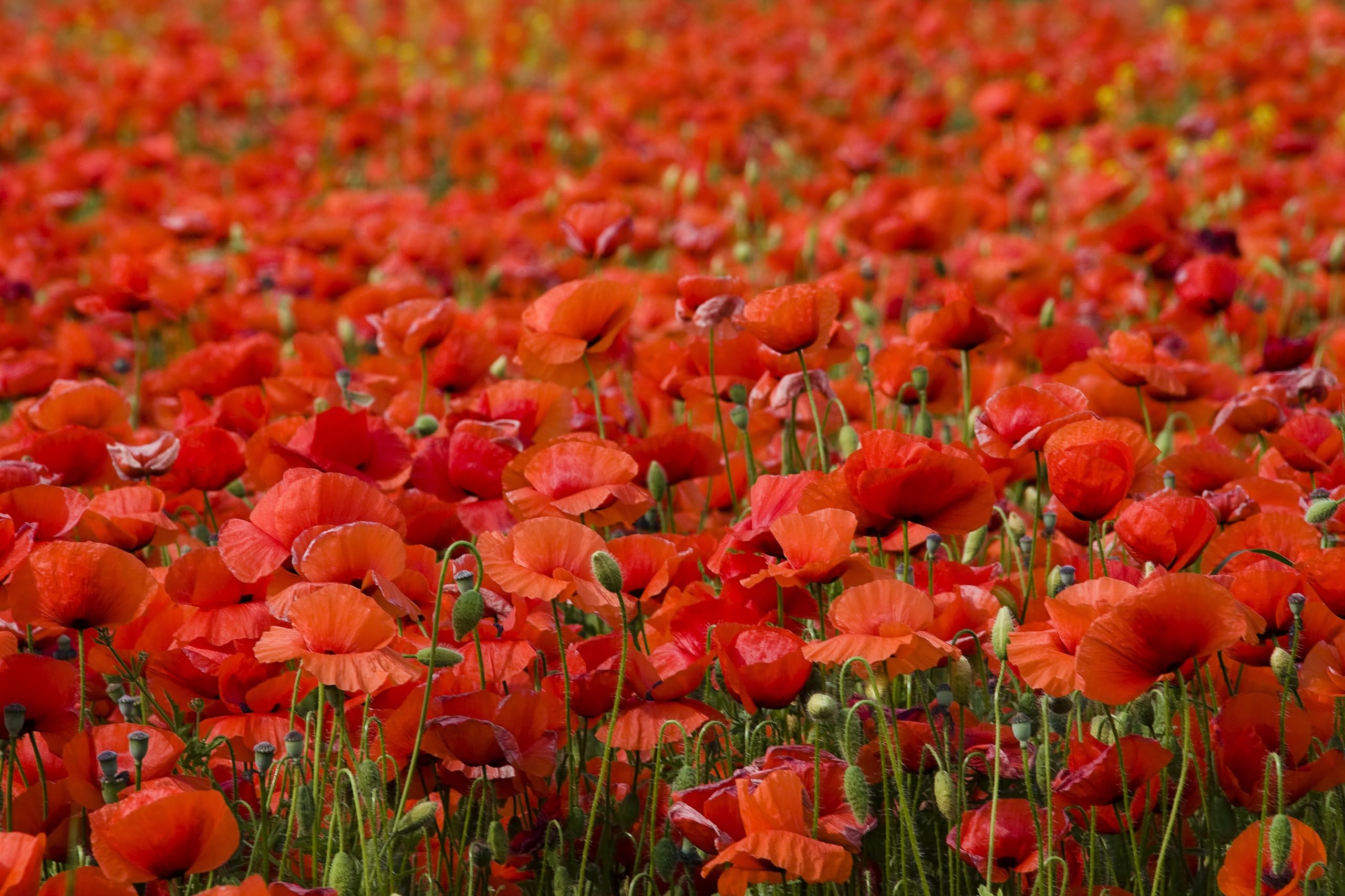 Klatschmohn (Papaver rhoeas) Samen. Heilpflanze (1000000 Samen = 100,0g)