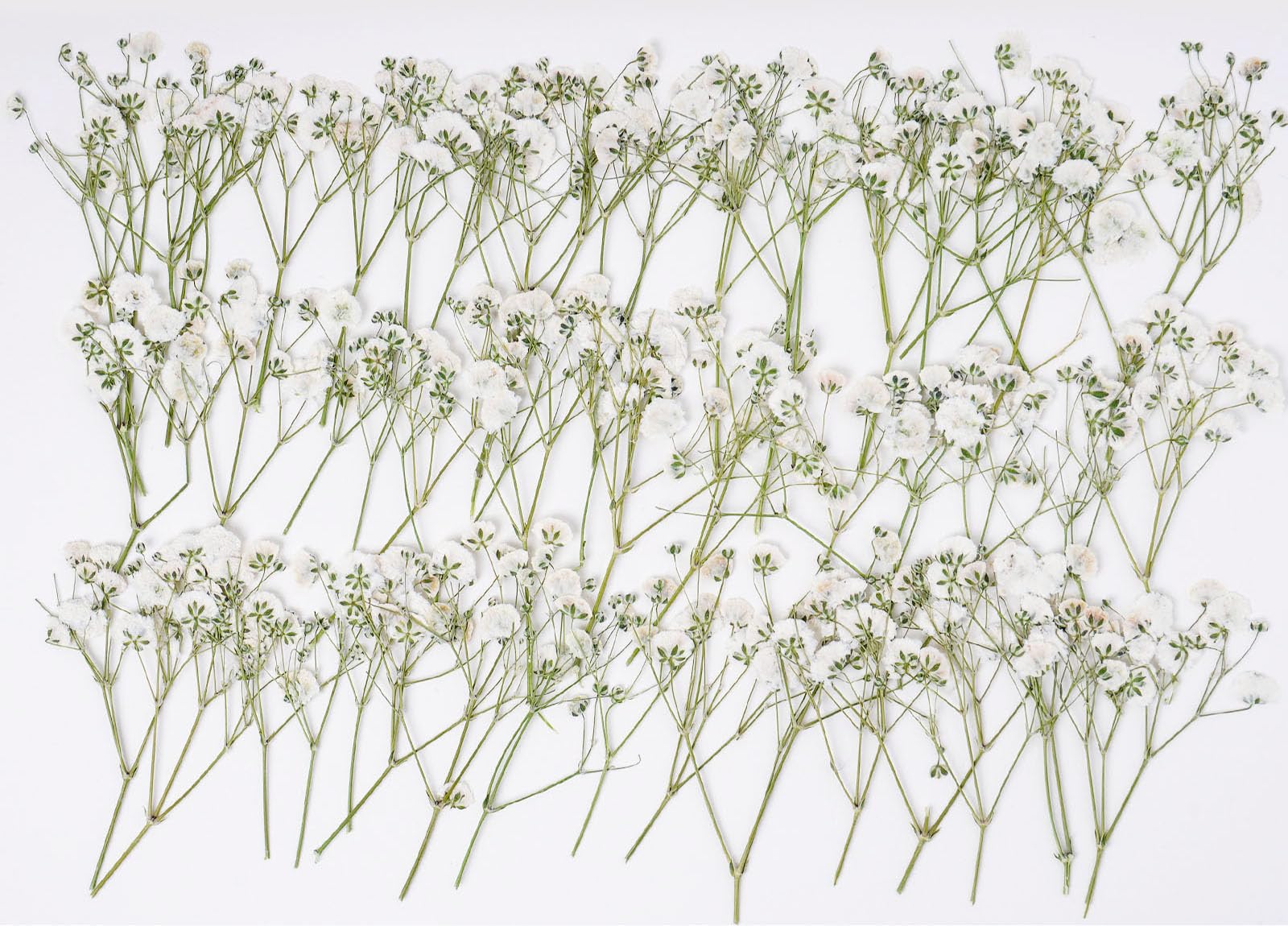 AHTONG 48 Pcs Natural Dried Pressed Mini Baby's Breath
