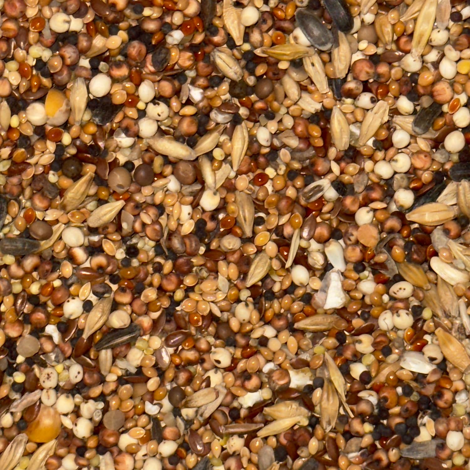 Miscela di semi per uccelli selvatici per tutto l'anno | Mangime per uccelli selvatici premium per le 4 stagioni | Miscela premium di mangime per uccelli selvatici per tutte le stagioni (20KG)