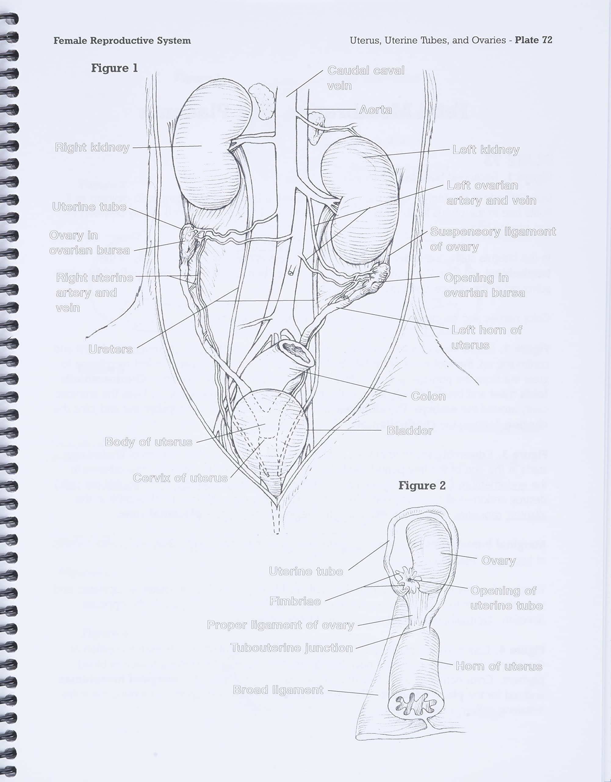 Dog Anatomy: A Coloring Atlas - Image 4