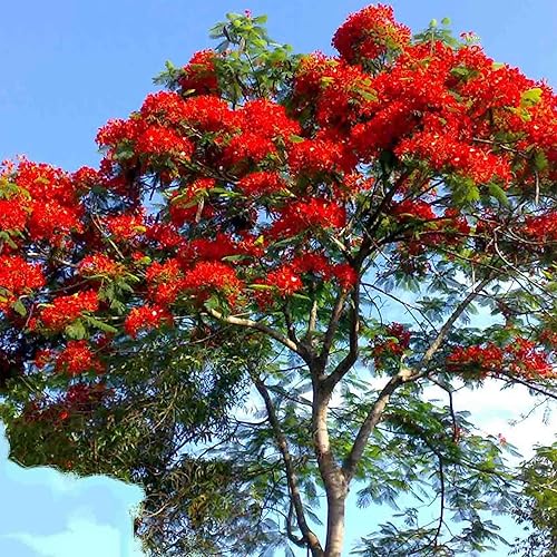 Miniatura 3 de QAUZUY GARDEN 10 extravagantes (Poinciana) Delonix Regia Flame Tree Seeds, semillas de árbol de reliquia sin OMG, llamativo árbol perenne exótico