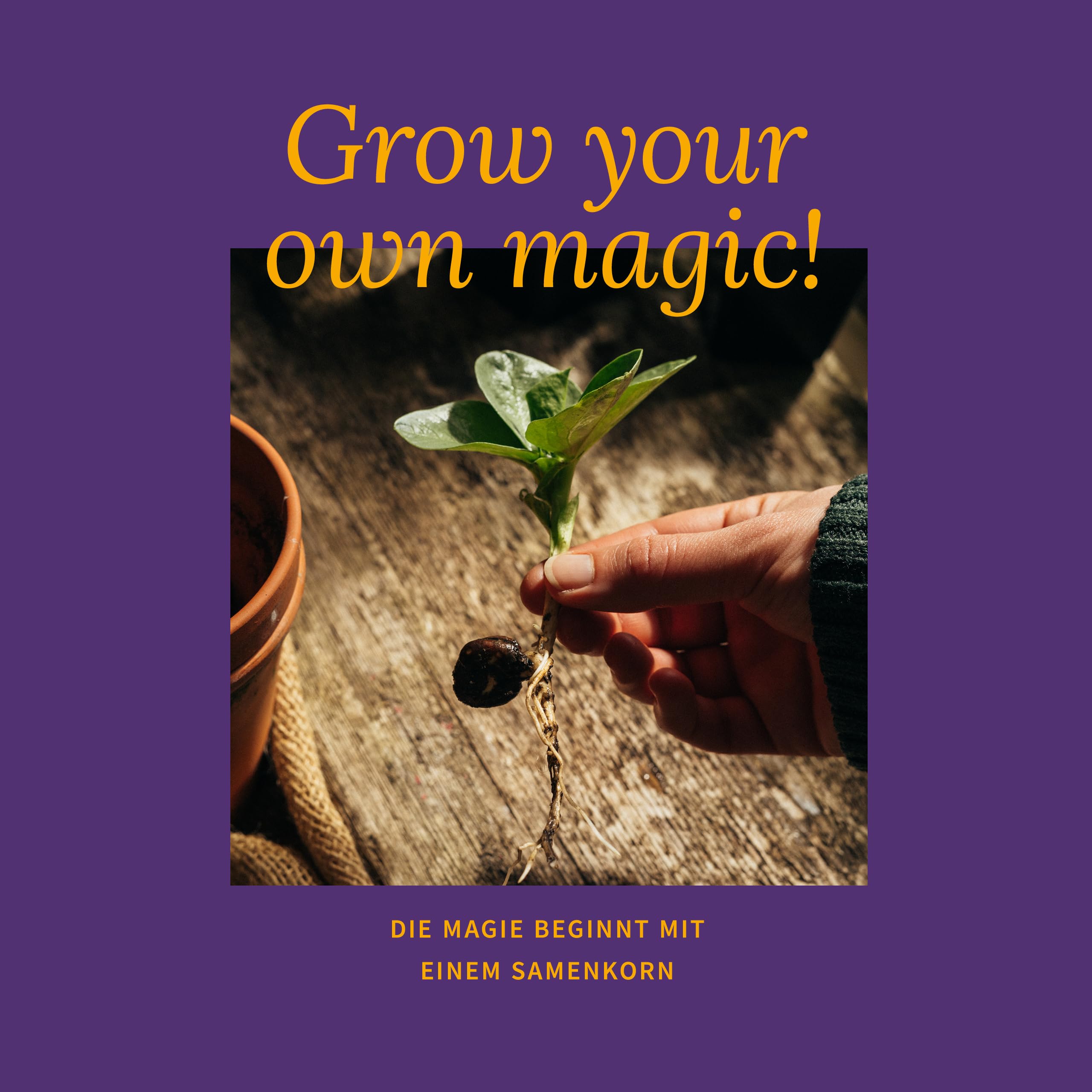 Magic Garden Seeds - Kocie zioła: kocimiętka, waleriana, szałwia muszkatołowa i trawa dla kotów – pudełko na nasiona z 4 ziołami do zabawy, gryzienia i relaksu
