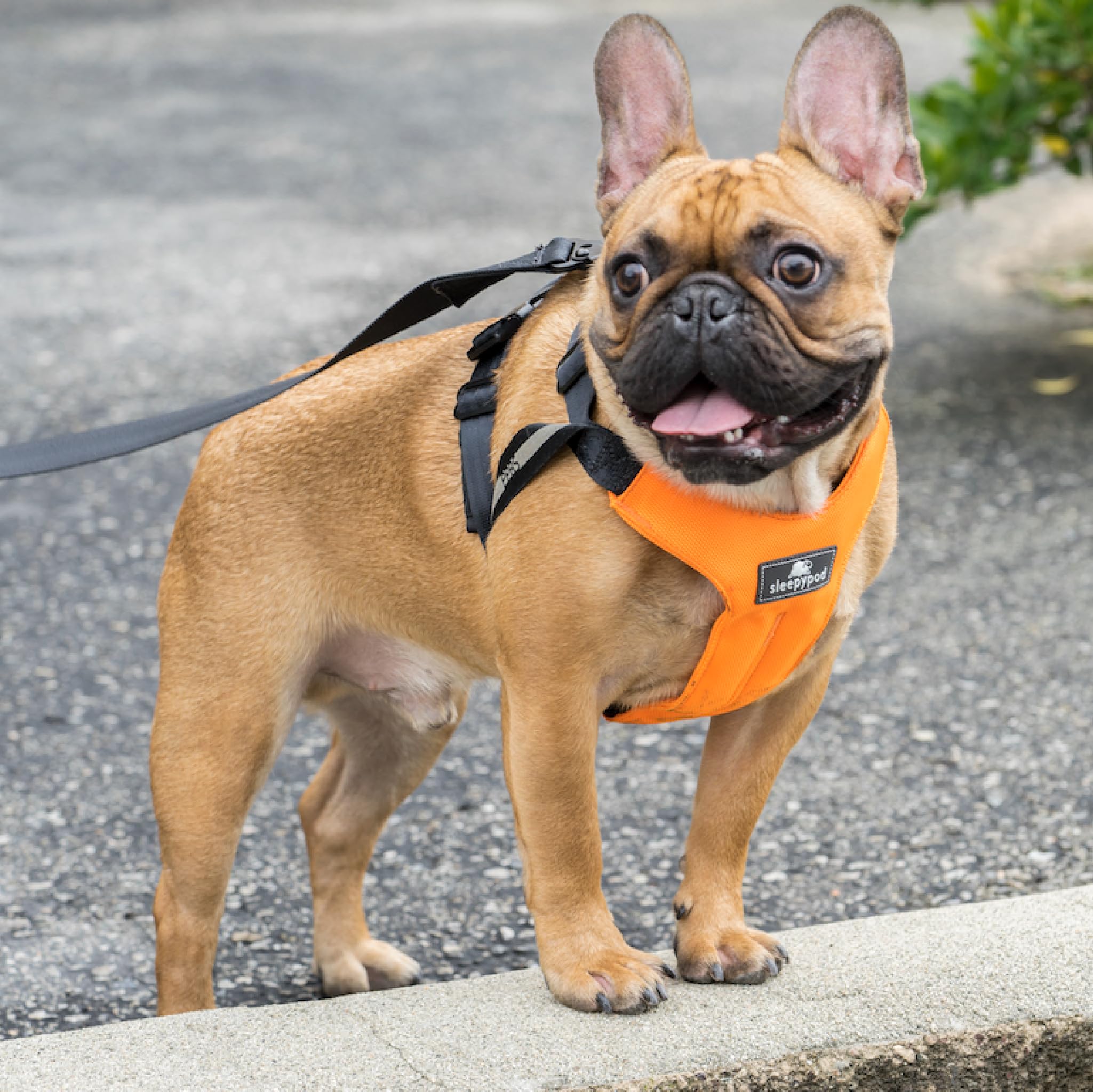 Clickit Sport Plus - Crash-Tested and Safety Certified Car Seat Belt Harness for Dogs (Medium, Orange Dream) - image 5