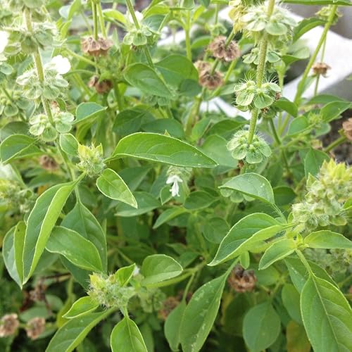 Miniatura 5 de Semillas de albahaca y lima (Ocimum americanum) Más de 50 semillas de hierbas medicinales raras en cápsulas de semillas congeladas para el jardinero