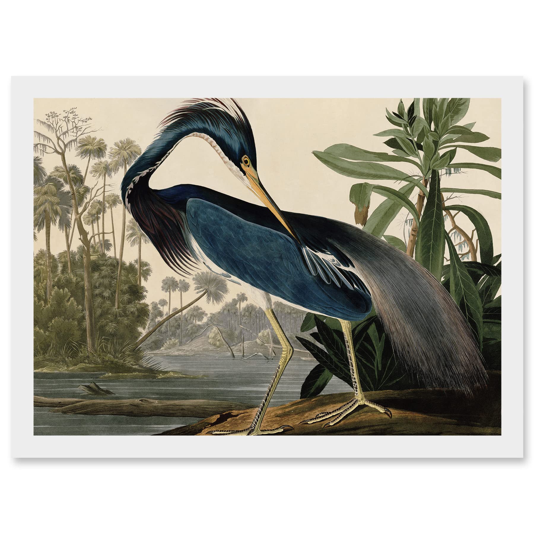 Louisiana Blue Heron Painting - Audubon Birds A4 Framed Wall Art Print - Artery8