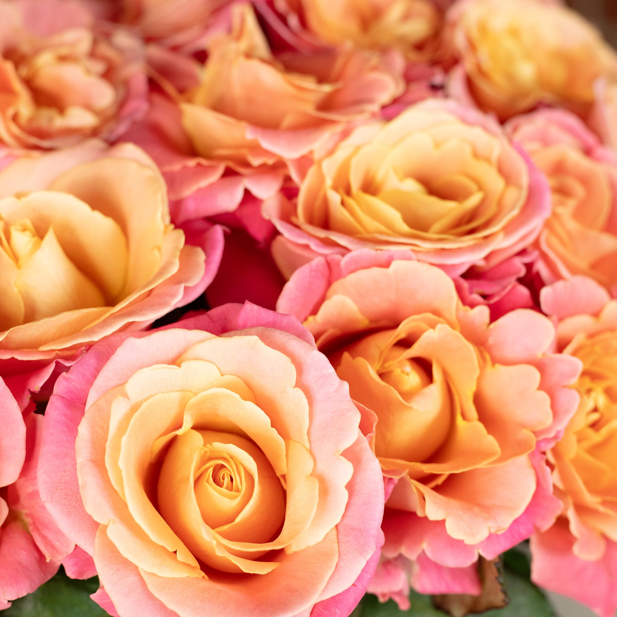 Blumenstrauß 'Miss Elegance' - 20 Stiele - Stiellänge ca. 50 cm - Strauß frischer Rosen